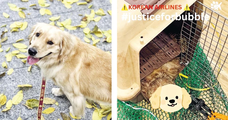대한항공, 반려견 사망에 자료 공개 요구