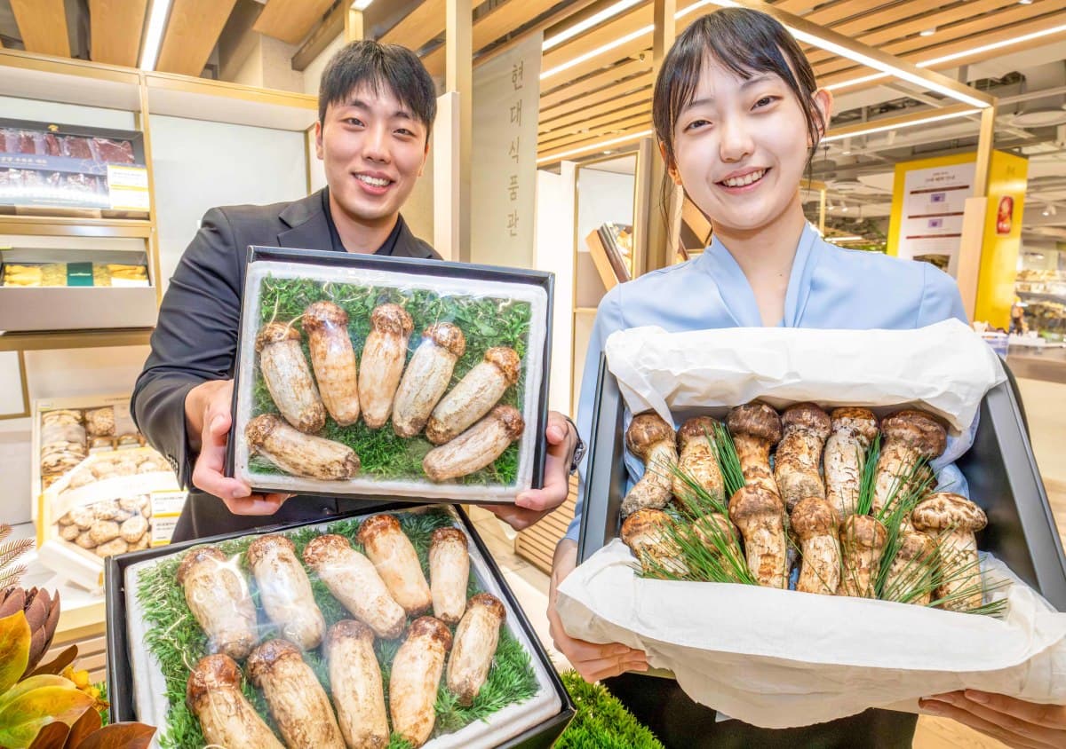 현대백화점, 강원도 자연송이 첫 판매