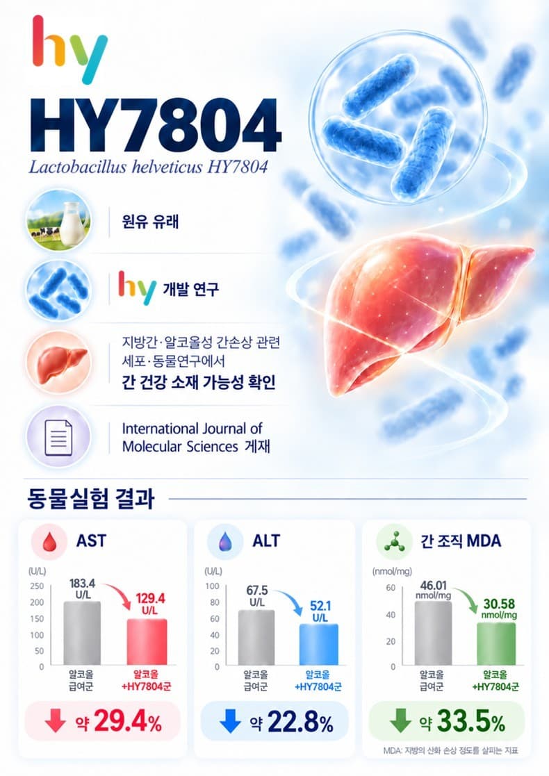 hy, 자체 개발 유산균 간손상 완화 효과 확인