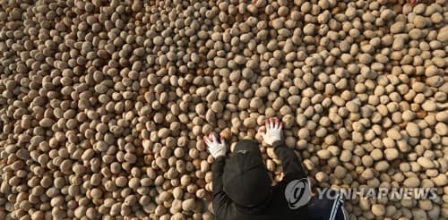 강원 감자종자진흥원, 씨감자 6100t 확보·가격 동결