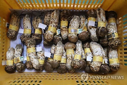양양 송이, 17일 첫 공판서 최고가 경신 주목
