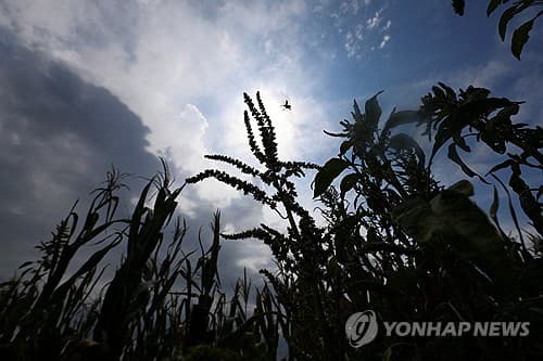 FAO, 8월 식량가격지수 3년 9개월 만에 최고