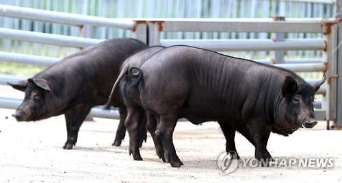 제주 돼지고기, 전국 수출 97.3% 차지