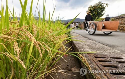 쌀 재배면적 1.1% 감소, 소매가 2% 하락