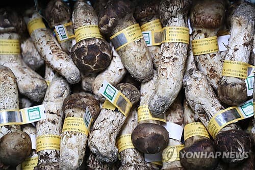 양양 송이 첫 공판, 1등품 120만원