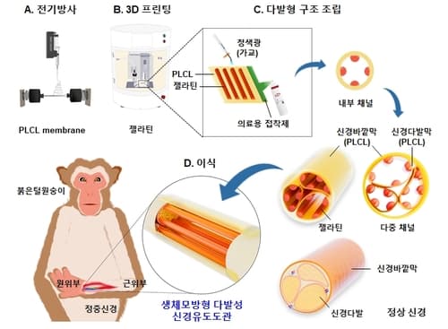 KIST, 원숭이 손 기능 회복시킨 인공 신경도관 개발