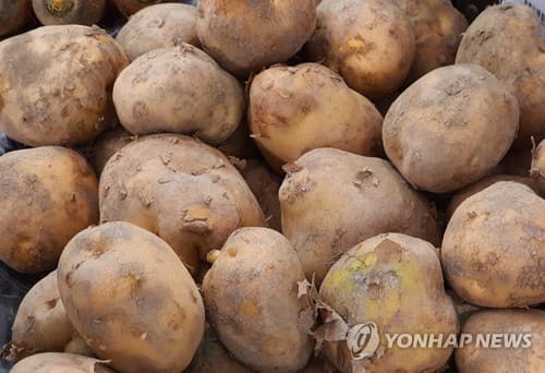 봄 감자 생산량, 기상 호조에 36만t 증가