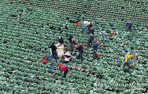 제주 양배추 재배면적 5% 감소 전망