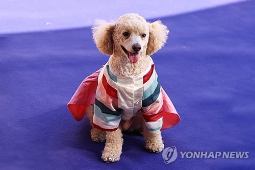 반려동물 추석용품 판매 급증, 한복·송편 품절