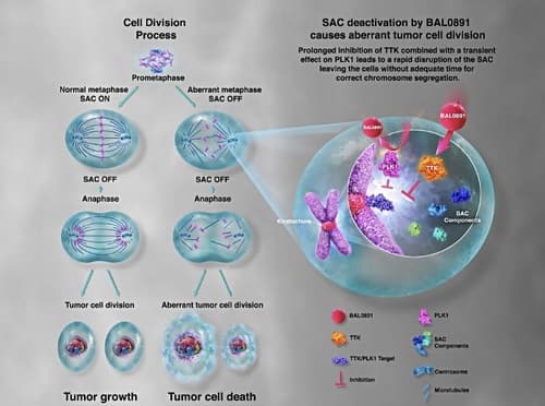 신라젠 BAL0891, FDA 희귀의약품 지정