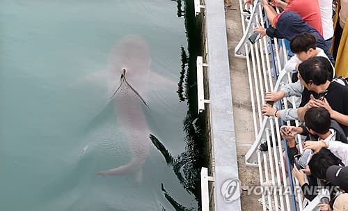 부산 상어 '부캉이' 밈코인, 시총 15억 원