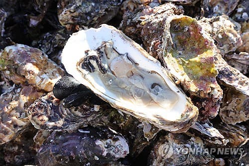 남해안 굴, 작황 호조 속 본격 출하